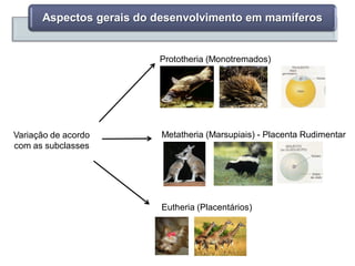 Aspectos gerais do desenvolvimento em mamíferos
Variação de acordo
com as subclasses
Prototheria (Monotremados)
Metatheria (Marsupiais) - Placenta Rudimentar
Eutheria (Placentários)
 