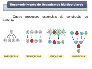 Quatro processos essenciais de construção do
embrião:
Desenvolvimento de Organismos Multicelulares
 