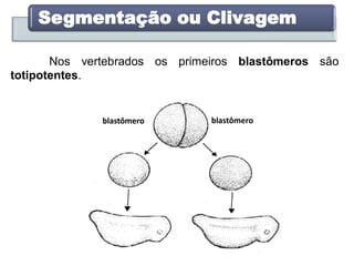Segmentação ou Clivagem
Nos vertebrados os primeiros blastômeros são
totipotentes.
blastômero blastômero
 