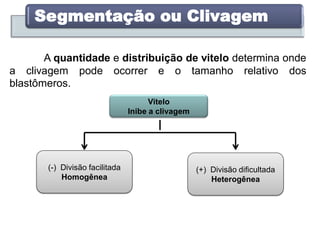 Segmentação ou Clivagem
A quantidade e distribuição de vitelo determina onde
a clivagem pode ocorrer e o tamanho relativo dos
blastômeros.
Vitelo
Inibe a clivagem
(-) Divisão facilitada
Homogênea
(+) Divisão dificultada
Heterogênea
 