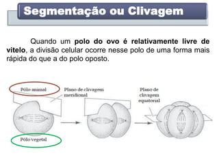 Segmentação ou Clivagem
Quando um polo do ovo é relativamente livre de
vitelo, a divisão celular ocorre nesse polo de uma forma mais
rápida do que a do polo oposto.
 