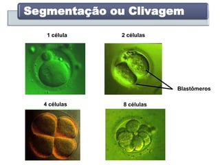 Segmentação ou Clivagem
1 célula 2 células
Blastômeros
4 células 8 células
 