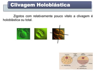 Clivagem Holoblástica
Zigotos com relativamente pouco vitelo a clivagem é
holoblástica ou total.
 