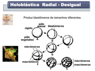 Holoblástica Radial - Desigual
Produz blastômeros de tamanhos diferentes.
 