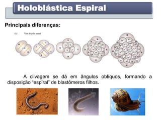 Holoblástica Espiral
Principais diferenças:
X
X
A clivagem se dá em ângulos oblíquos, formando a
disposição “espiral” de blastômeros filhos.
 