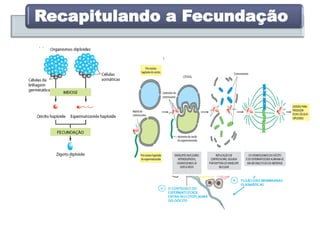 Recapitulando a Fecundação
 