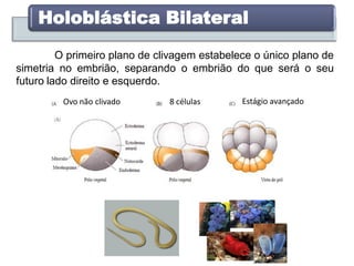 Holoblástica Bilateral
O primeiro plano de clivagem estabelece o único plano de
simetria no embrião, separando o embrião do que será o seu
futuro lado direito e esquerdo.
Ovo não clivado 8 células Estágio avançado
 