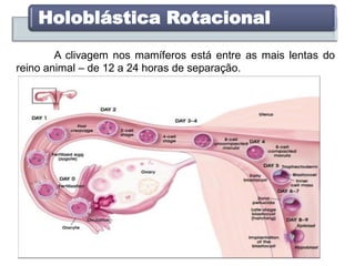Holoblástica Rotacional
A clivagem nos mamíferos está entre as mais lentas do
reino animal – de 12 a 24 horas de separação.
 