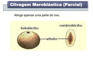 Clivagem Meroblástica (Parcial)
Atinge apenas uma parte do ovo.
 