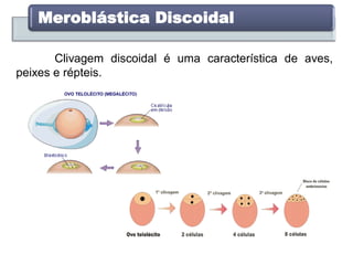 Meroblástica Discoidal
Clivagem discoidal é uma característica de aves,
peixes e répteis.
 