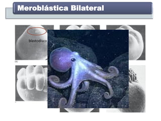 Meroblástica Bilateral
blastodisco
 