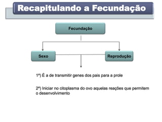 Recapitulando a Fecundação
Fecundação
Sexo Reprodução
1ª) É a de transmitir genes dos pais para a prole
2ª) Iniciar no citoplasma do ovo aquelas reações que permitem
o desenvolvimento
 