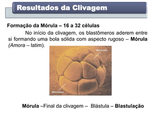 Resultados da Clivagem
Formação da Mórula – 16 a 32 células
No início da clivagem, os blastômeros aderem entre
si formando uma bola sólida com aspecto rugoso – Mórula
(Amora – latim).
Mórula –Final da clivagem – Blástula – Blastulação
 