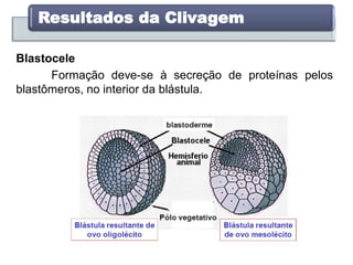 Resultados da Clivagem
Blastocele
Formação deve-se à secreção de proteínas pelos
blastômeros, no interior da blástula.
 