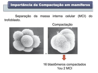 Importância da Compactação em mamíferos
Separação da massa interna celular (MCI) do
trofoblasto.
Compactação
16 blastômeros compactados
1ou 2 MCI
 