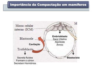 Importância da Compactação em mamíferos
Secreta fluídos
Formam o córion
Secretam Hormônios
Embrioblasto
Saco Vitelino
Alantóide
ÂmnioCavitação
Blastocisto
 
