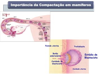 Importância da Compactação em mamíferos
Parede uterina Trofoblasto
Cavidade uterina
Cavidade do
blastocisto
Botão
embrionário
Estádio de
Blastocisto
 