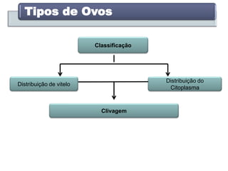 Tipos de Ovos
Classificação
Distribuição de vitelo
Distribuição do
Citoplasma
Clivagem
 