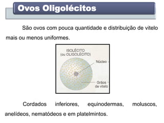 São ovos com pouca quantidade e distribuição de vitelo
mais ou menos uniformes.
Ovos Oligolécitos
Cordados inferiores, equinodermas, moluscos,
anelídeos, nematódeos e em platelmintos.
 