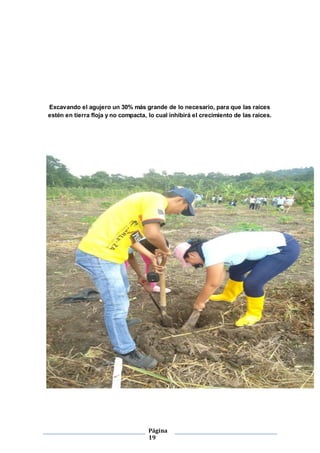 Excavando el agujero un 30% más grande de lo necesario, para que las raíces 
estén en tierra floja y no compacta, lo cual inhibirá el crecimiento de las raíces. 
Página 
19 
 