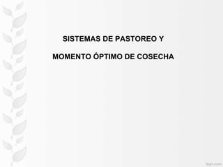 SISTEMAS DE PASTOREO Y
MOMENTO ÓPTIMO DE COSECHA
 