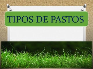 TIPOS DE PASTOS
 