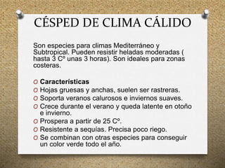 CÉSPED DE CLIMA CÁLIDO
Son especies para climas Mediterráneo y
Subtropical. Pueden resistir heladas moderadas (
hasta 3 Cº unas 3 horas). Son ideales para zonas
costeras.
O Características
O Hojas gruesas y anchas, suelen ser rastreras.
O Soporta veranos calurosos e inviernos suaves.
O Crece durante el verano y queda latente en otoño
e invierno.
O Prospera a partir de 25 Cº.
O Resistente a sequías. Precisa poco riego.
O Se combinan con otras especies para conseguir
un color verde todo el año.
 