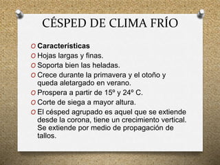 CÉSPED DE CLIMA FRÍO
O Características
O Hojas largas y finas.
O Soporta bien las heladas.
O Crece durante la primavera y el otoño y
queda aletargado en verano.
O Prospera a partir de 15º y 24º C.
O Corte de siega a mayor altura.
O El césped agrupado es aquel que se extiende
desde la corona, tiene un crecimiento vertical.
Se extiende por medio de propagación de
tallos.
 