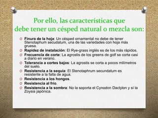 Por ello, las características que
debe tener un césped natural o mezcla son:
O Finura de la hoja: Un césped ornamental no debe de tener
Stenotaphum secudatum, una de las variedades con hoja más
gruesa.
O Rapidez de instalación: El Rye-grass inglés es de los más rápidos.
O Frecuencia de corte: La agrostis de los greens de golf se corta casi
a diario en verano.
O Tolerancia a cortes bajos: La agrostis se corta a pocos milímetros
del suelo.
O Resistencia a la sequía: El Stenotaphrum secundatum es
resistente a la falta de agua.
O Resistencia a los hongos.
O Resistencia al frío.
O Resistencia a la sombra: No la soporta el Cynodon Dactylon y sí la
Zoysia japónica.
 