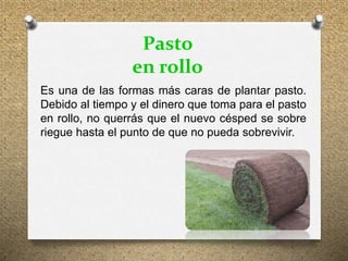 Es una de las formas más caras de plantar pasto.
Debido al tiempo y el dinero que toma para el pasto
en rollo, no querrás que el nuevo césped se sobre
riegue hasta el punto de que no pueda sobrevivir.
Pasto
en rollo
 
