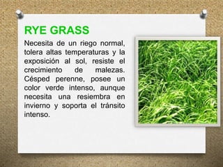 RYE GRASS
Necesita de un riego normal,
tolera altas temperaturas y la
exposición al sol, resiste el
crecimiento de malezas.
Césped perenne, posee un
color verde intenso, aunque
necesita una resiembra en
invierno y soporta el tránsito
intenso.
 