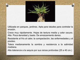 Utilizada en parques, jardines. Apta para taludes para controlar la
erosión.
Crece muy rápidamente. Hojas de textura media y color oscuro.
Alto. Poca densidad y basto. De enraizamiento denso.
Resistente al frío al calor, la compactación, las enfermedades y al
pisoteo.
Tolera medianamente la sombra y resistencia a la salinidad
mediana.
Alta tolerancia a la sequía por sus raíces profundas (25 a 40 cm.)
 
