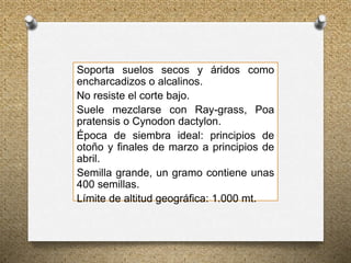 Soporta suelos secos y áridos como
encharcadizos o alcalinos.
No resiste el corte bajo.
Suele mezclarse con Ray-grass, Poa
pratensis o Cynodon dactylon.
Época de siembra ideal: principios de
otoño y finales de marzo a principios de
abril.
Semilla grande, un gramo contiene unas
400 semillas.
Límite de altitud geográfica: 1.000 mt.
 