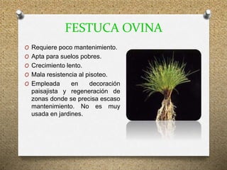 FESTUCA OVINA
O Requiere poco mantenimiento.
O Apta para suelos pobres.
O Crecimiento lento.
O Mala resistencia al pisoteo.
O Empleada en decoración
paisajista y regeneración de
zonas donde se precisa escaso
mantenimiento. No es muy
usada en jardines.
 