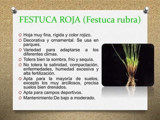 FESTUCA ROJA (Festuca rubra)
O Hoja muy fina, rígida y color rojizo.
O Decorativa y ornamental. Se usa en
parques.
O Variedad para adaptarse a los
diferentes climas.
O Tolera bien la sombra, frío y sequía.
O No tolera la salinidad, compactación,
enfermedades, humedad excesiva y
alta fertilización.
O Apta para la mayoría de suelos,
excepto los muy arcillosos, precisa
suelos bien drenados.
O Apta para campos deportivos.
O Mantenimiento:De bajo a moderado.
 
