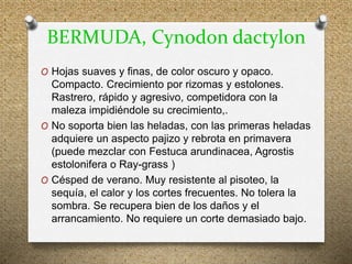 BERMUDA, Cynodon dactylon
O Hojas suaves y finas, de color oscuro y opaco.
Compacto. Crecimiento por rizomas y estolones.
Rastrero, rápido y agresivo, competidora con la
maleza impidiéndole su crecimiento,.
O No soporta bien las heladas, con las primeras heladas
adquiere un aspecto pajizo y rebrota en primavera
(puede mezclar con Festuca arundinacea, Agrostis
estolonifera o Ray-grass )
O Césped de verano. Muy resistente al pisoteo, la
sequía, el calor y los cortes frecuentes. No tolera la
sombra. Se recupera bien de los daños y el
arrancamiento. No requiere un corte demasiado bajo.
 