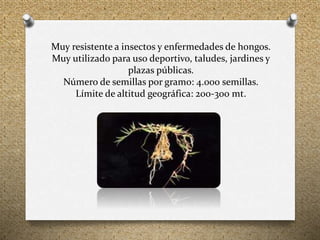Muy resistente a insectos y enfermedades de hongos.
Muy utilizado para uso deportivo, taludes, jardines y
plazas públicas.
Número de semillas por gramo: 4.000 semillas.
Límite de altitud geográfica: 200-300 mt.
 