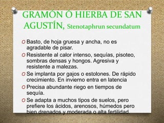 GRAMÓN Ó HIERBA DE SAN
AGUSTÍN, Stenotaphrun secundatum
O Basto, de hoja gruesa y ancha, no es
agradable de pisar.
O Resistente al calor intenso, sequías, pisoteo,
sombras densas y hongos. Agresiva y
resistente a malezas.
O Se implanta por gajos o estolones. De rápido
crecimiento. En invierno entra en latencia
O Precisa abundante riego en tiempos de
sequía.
O Se adapta a muchos tipos de suelos, pero
prefiere los ácidos, arenosos, húmedos pero
bien drenados y moderada o alta fertilidad.
 