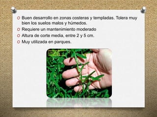 O Buen desarrollo en zonas costeras y templadas. Tolera muy
bien los suelos malos y húmedos.
O Requiere un mantenimiento moderado
O Altura de corte media, entre 2 y 5 cm.
O Muy utilizada en parques.
 