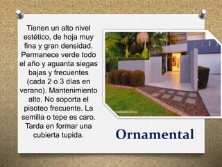 Ornamental
Tienen un alto nivel
estético, de hoja muy
fina y gran densidad.
Permanece verde todo
el año y aguanta siegas
bajas y frecuentes
(cada 2 o 3 días en
verano). Mantenimiento
alto. No soporta el
pisoteo frecuente. La
semilla o tepe es caro.
Tarda en formar una
cubierta tupida.
 