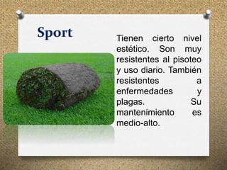 Sport Tienen cierto nivel
estético. Son muy
resistentes al pisoteo
y uso diario. También
resistentes a
enfermedades y
plagas. Su
mantenimiento es
medio-alto.
 