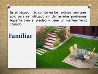 Familiar
Es el césped más común en los jardines familiares,
apto para ser utilizado sin demasiados problemas.
Aguanta bien el pisoteo y tiene un mantenimiento
cómodo.
 