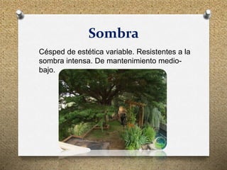 Sombra
Césped de estética variable. Resistentes a la
sombra intensa. De mantenimiento medio-
bajo.
 