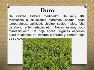 Duro
De calidad estética medio-alto. De muy alta
resistencia a situaciones extremas: sequía, altas
temperaturas, salinidad, pisoteo, suelos malos, falta
de abono, enfermedades etc… Necesitan muy poco
mantenimiento. De hoja ancha. Algunas especies
quedan latentes en invierno o verano y pierden algo
de su color.
 