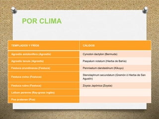 POR CLIMA
TEMPLADOS Y FRÍOS CÁLIDOS
Agrostis estolonifera (Agrostis) Cynodon dactylon (Bermuda)
Agrostis tenuis (Agrostis) Paspalum notatum (Hierba de Bahía)
Festuca arundinacea (Festuca) Pennisetum clandestinum (Kikuyu)
Festuca ovina (Festuca)
Stenotaphrum secundatum (Gramón ó Hierba de San
Agustín)
Festuca rubra (Festuca) Zoysia Japónica (Zoysia)
Lolium perenne (Ray-grass inglés)
Poa pratense (Poa)
 