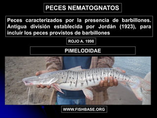 Jordan Fishbase Tipos de peces 1 | PDF
