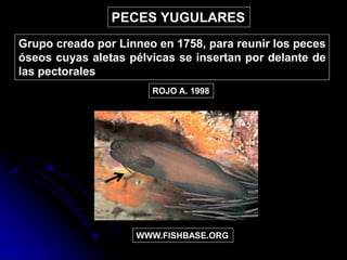 ROJO A. 1998
WWW.FISHBASE.ORG
PECES YUGULARES
Grupo creado por Linneo en 1758, para reunir los peces
óseos cuyas aletas pélvicas se insertan por delante de
las pectorales
 