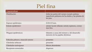 
Características
Distribución todas las partes del cuerpo excepto palmas,
superficies palmares de los dedos y las plantas de
los pies.
Espesor epidérmico 0.10-0.15 mm.
Estrato epidérmico estrato lucido faltante; estrato espinoso, corneo
mas fino.
Pliegues epidérmicos faltantes a causa del número y del desarrollo
menores de las papilas dérmicas
Folículos pilosos y musculo erector presentes
Glándulas sebáceas presentes
Glándulas sudoríparas Menos abundantes
Receptores sensoriales dispersos
Piel fina
 