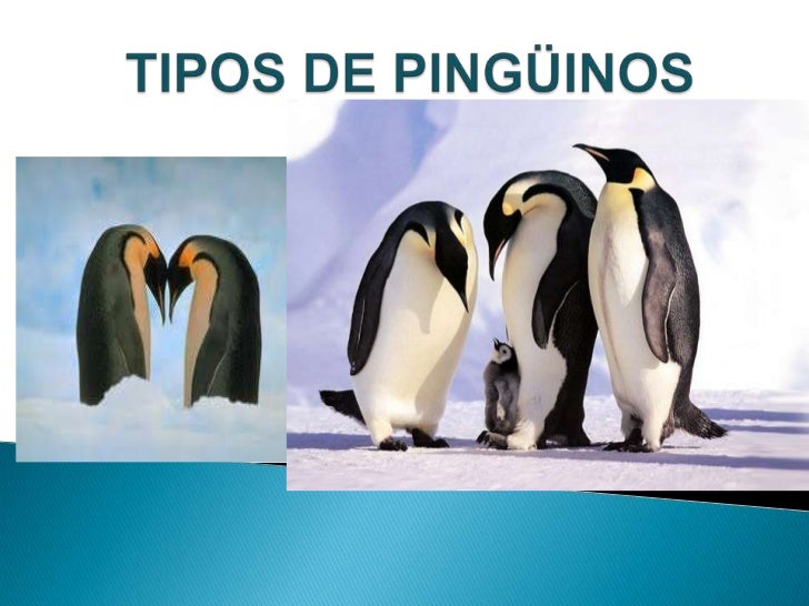 Tipos de pingüinos