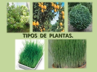 TIPOS  DE  PLANTAS. 